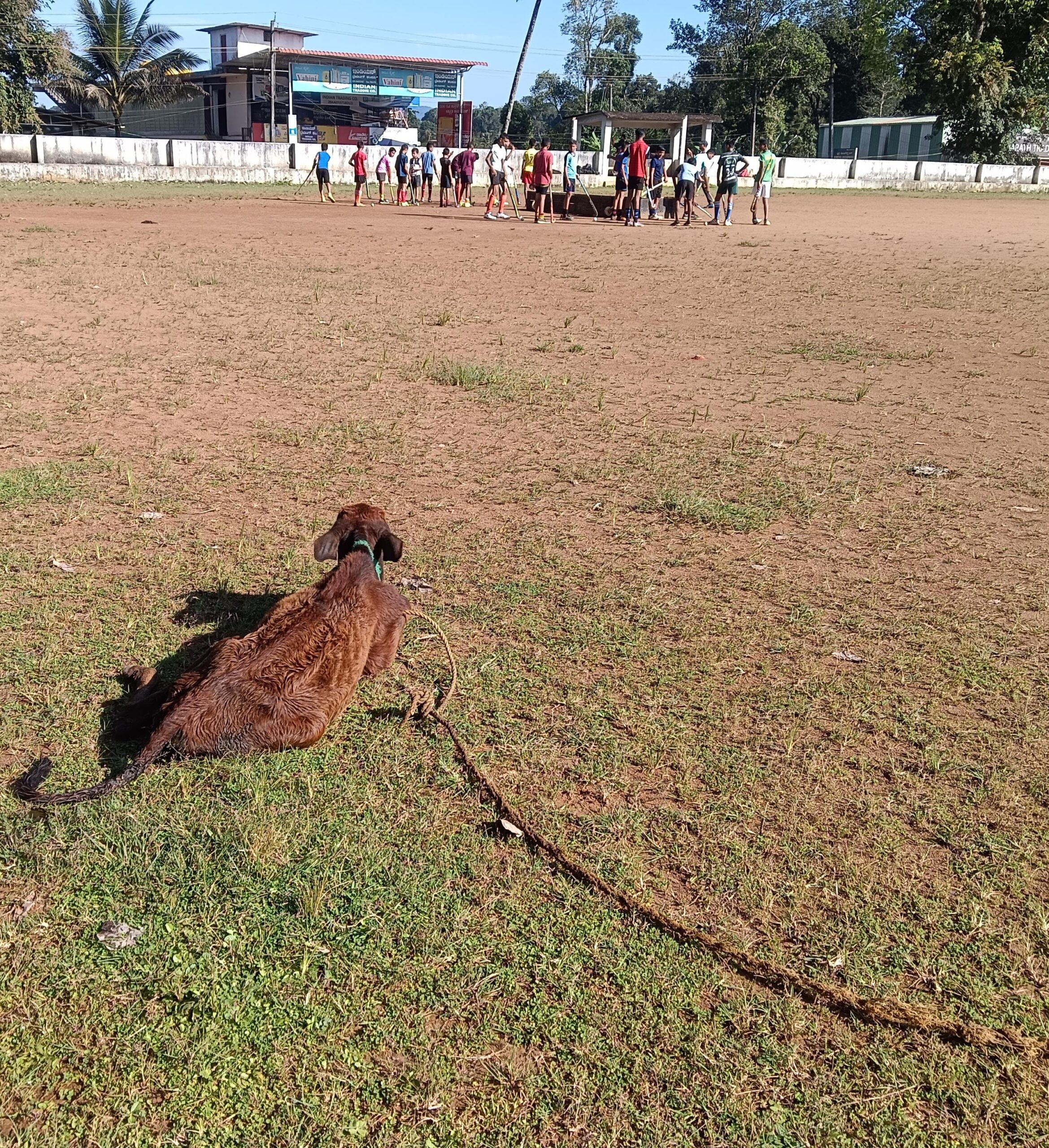 ಗೋಮಾಳದೊಂದಿಗೆ, ಕಸದ ಕೊಂಪೆಯಾದ ನಾಪೋಕ್ಲು ಸರ್ಕಾರಿ ಶಾಲಾ ಮೈದಾನ. ಕ್ರಮಕ್ಕೆ ಆಗ್ರಹ