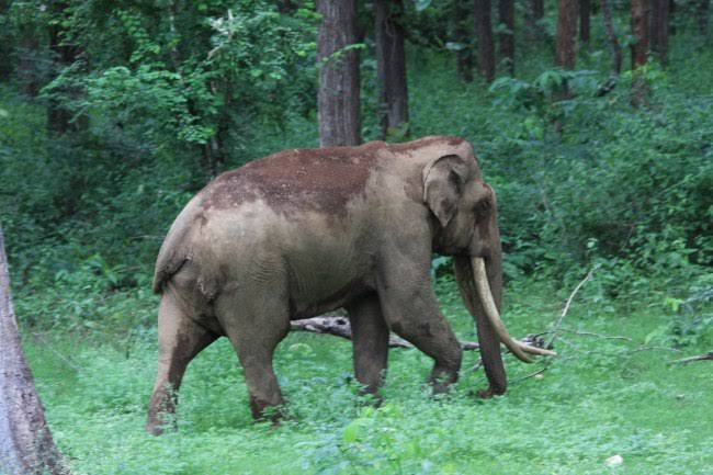 ಸಕಲೇಶಪುರದ ಆನೆ ನೊಖ್ಯ ಗ್ರಾಮದಲ್ಲಿ ಹೇಗೇ…?!!! : ಗ್ರಾಮಸ್ಥರ ಕಳವಳ