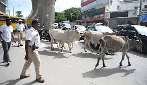 ನಾಳೆಯಿಂದ ರಸ್ತೆಯಲ್ಲಿ ದನಗಳ ಕಂಡರೆ ಸೆರೆ : ಪೊಲೀಸ್‌ ಇಲಾಖೆ ಕಡೇ ಎಚ್ಚರಿಕೆ