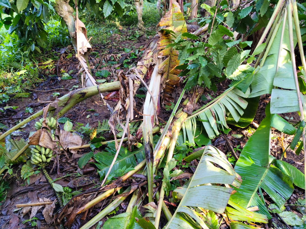    ಆನೆದಾಳಿಗೆ ಬಾಳೆ ನಷ್ಟ;  ಮುಂದಾಗುವ ಅನಾಹುತಕ್ಕೆ ಇಲಾಖೆಯೇ ಹೊನೆ ರೈತ ಆಕ್ರೋಷ